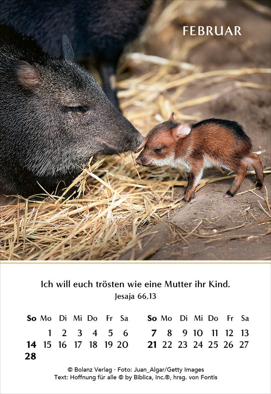 fontis-kalender-ein-jahr-der-geborgenheit-2027-minikalender-7-5x10-9 image 4