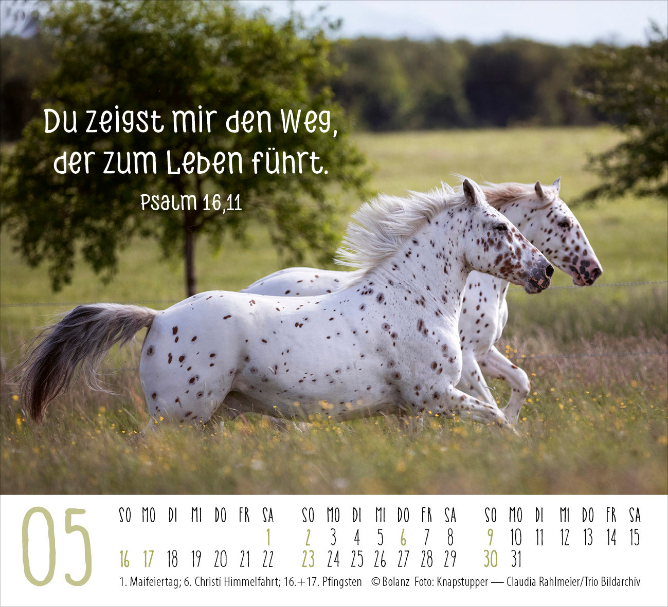 fontis-pferde-2027-minikalender-tischkalender-mit-bibelversen image 7