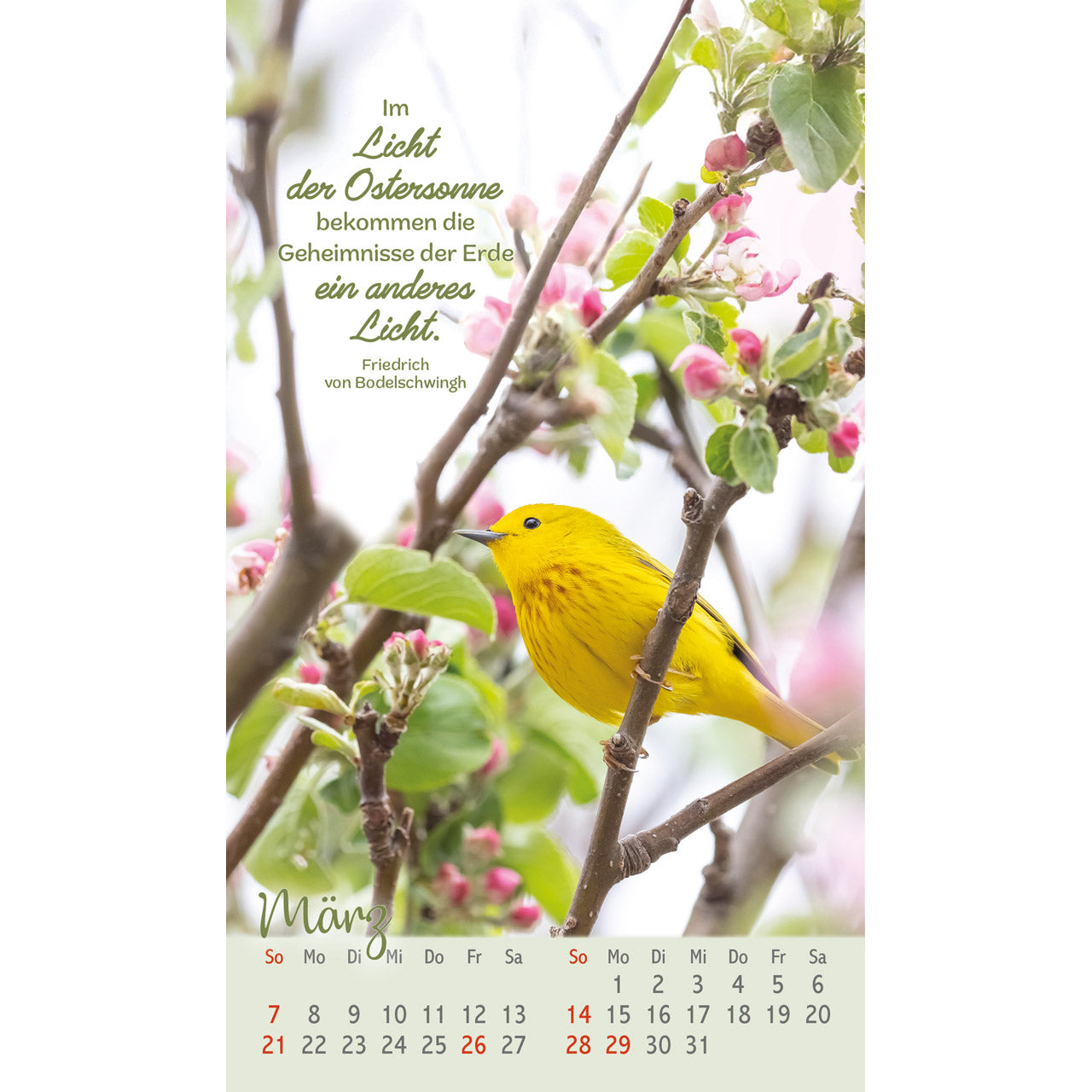 fontis-befl-gelt-und-geborgen-postkartenkalender-2027-v-gel image 5