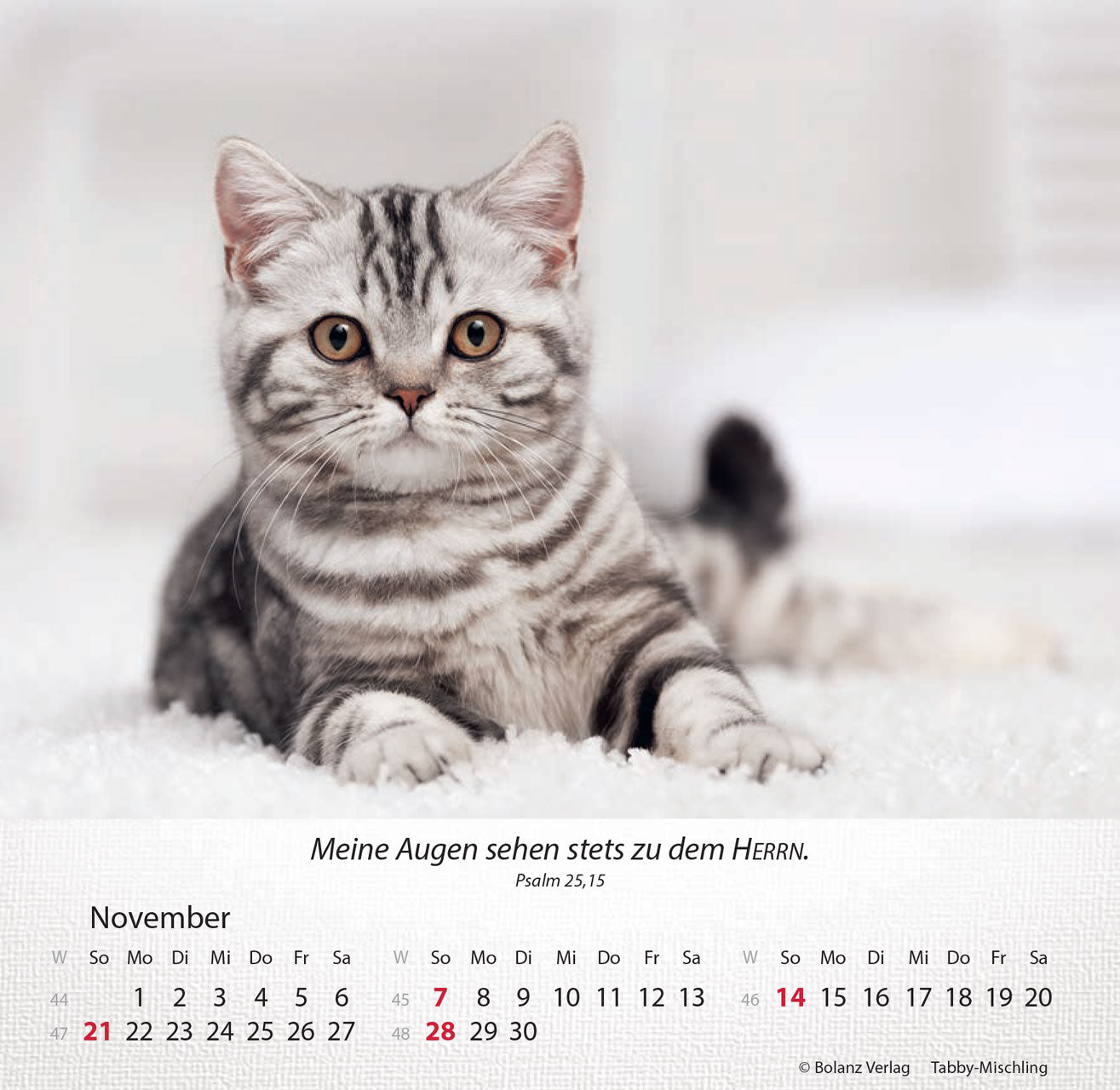 fontis-kalender-katzen-2027-aufstellkalender-tischkalender image 5