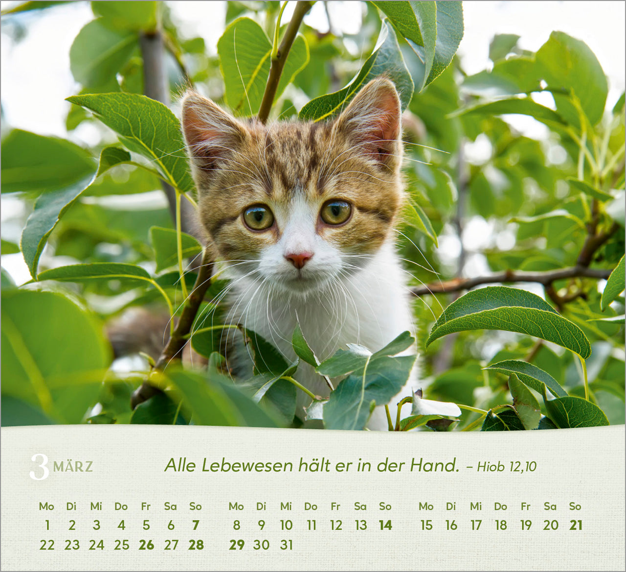 fontis-katzen-2027-aufstellkalender-tischkalender-bibelverse image 5