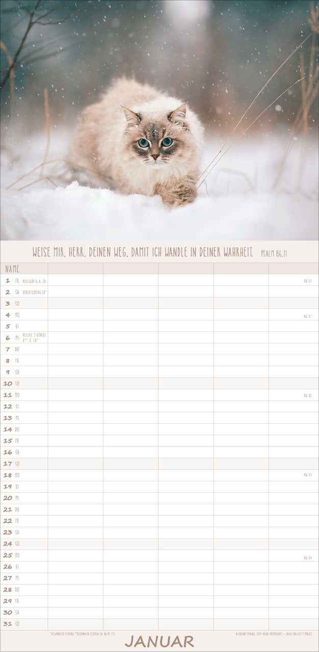 fontis-kalender-katzen-anmut-auf-vier-pfoten-familienplaner-2027 image 3