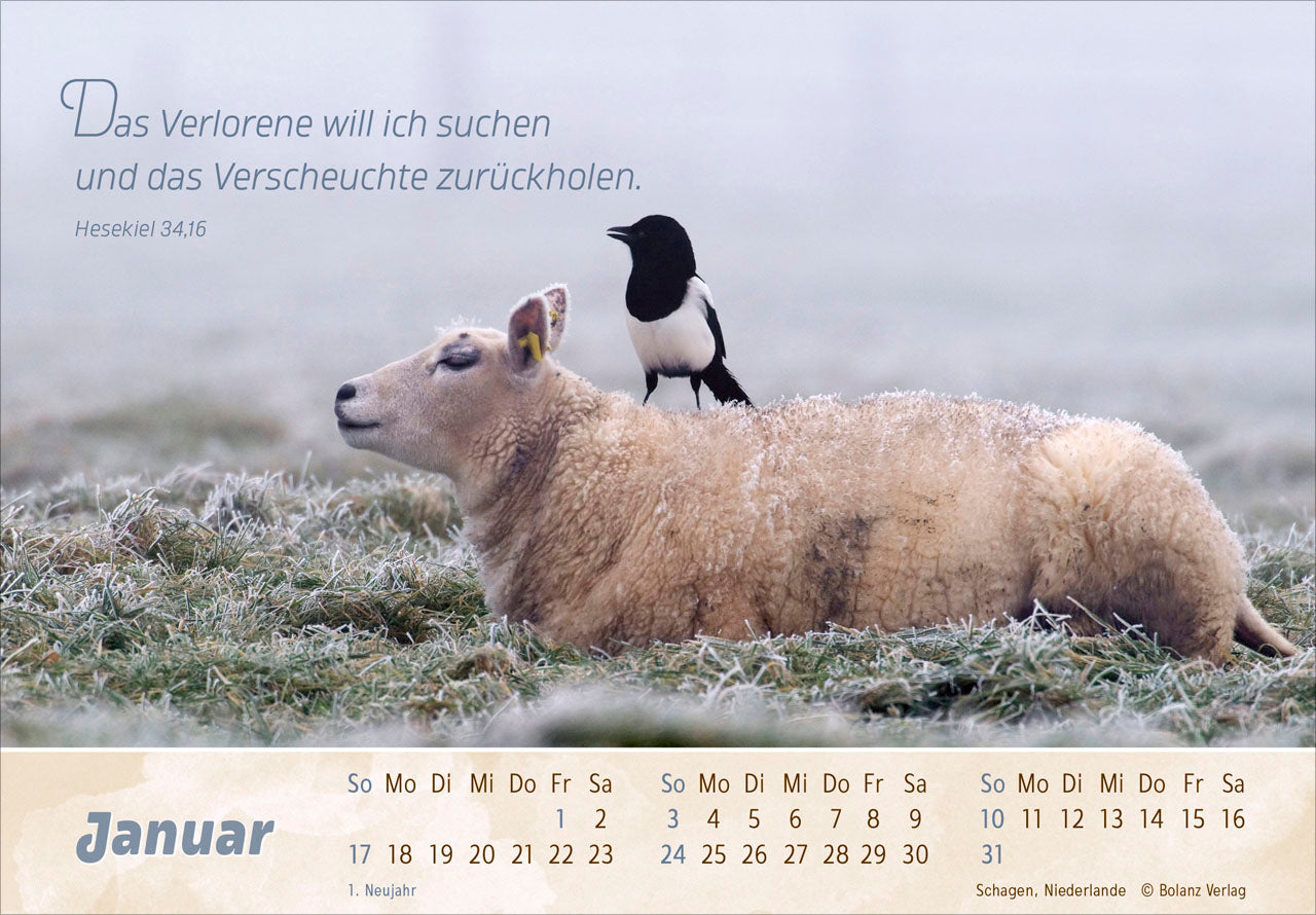 fontis-der-gute-hirte-2027-panorama-aufstellkalender-schafe image 3