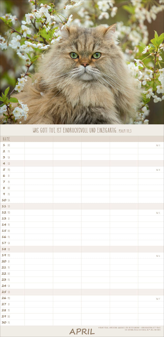 fontis-kalender-katzen-anmut-auf-vier-pfoten-familienplaner-2027 image 6
