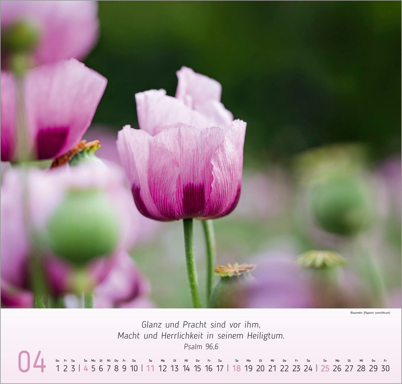 fontis-kalender-blumen-impressionen-2027-wandkalender-blumen image 6
