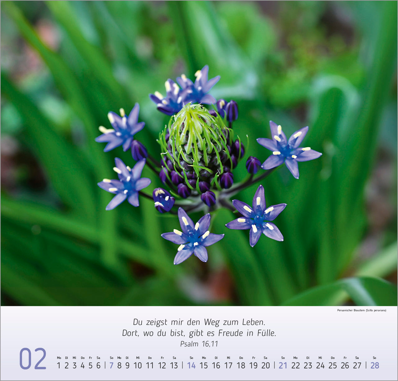 fontis-kalender-blumen-impressionen-2027-wandkalender-blumen image 4
