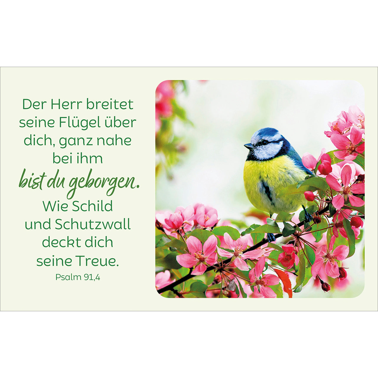 fontis-bl-tenreiche-bibelverse-kartenbox-62-karten-trost-zuversicht image 5