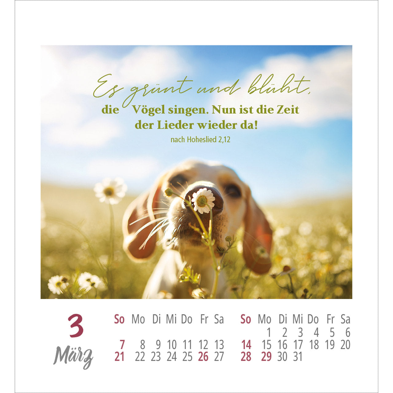 fontis-frei-sein-leben-2027-aufkleberkalender-bibelworte image 5