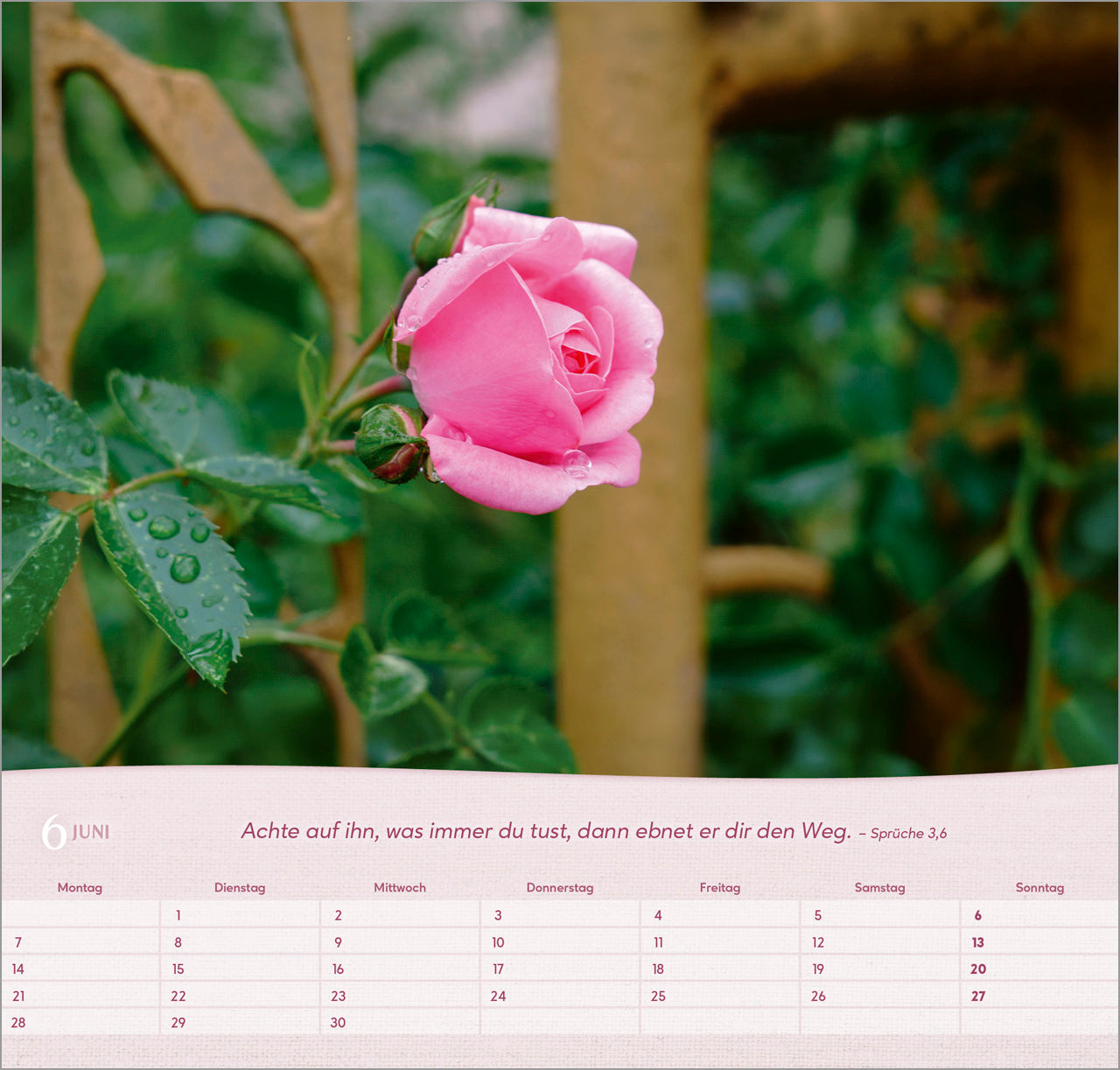 bolanz-rosen-2027-wandkalender-spiralbindung-bibelvers image 8