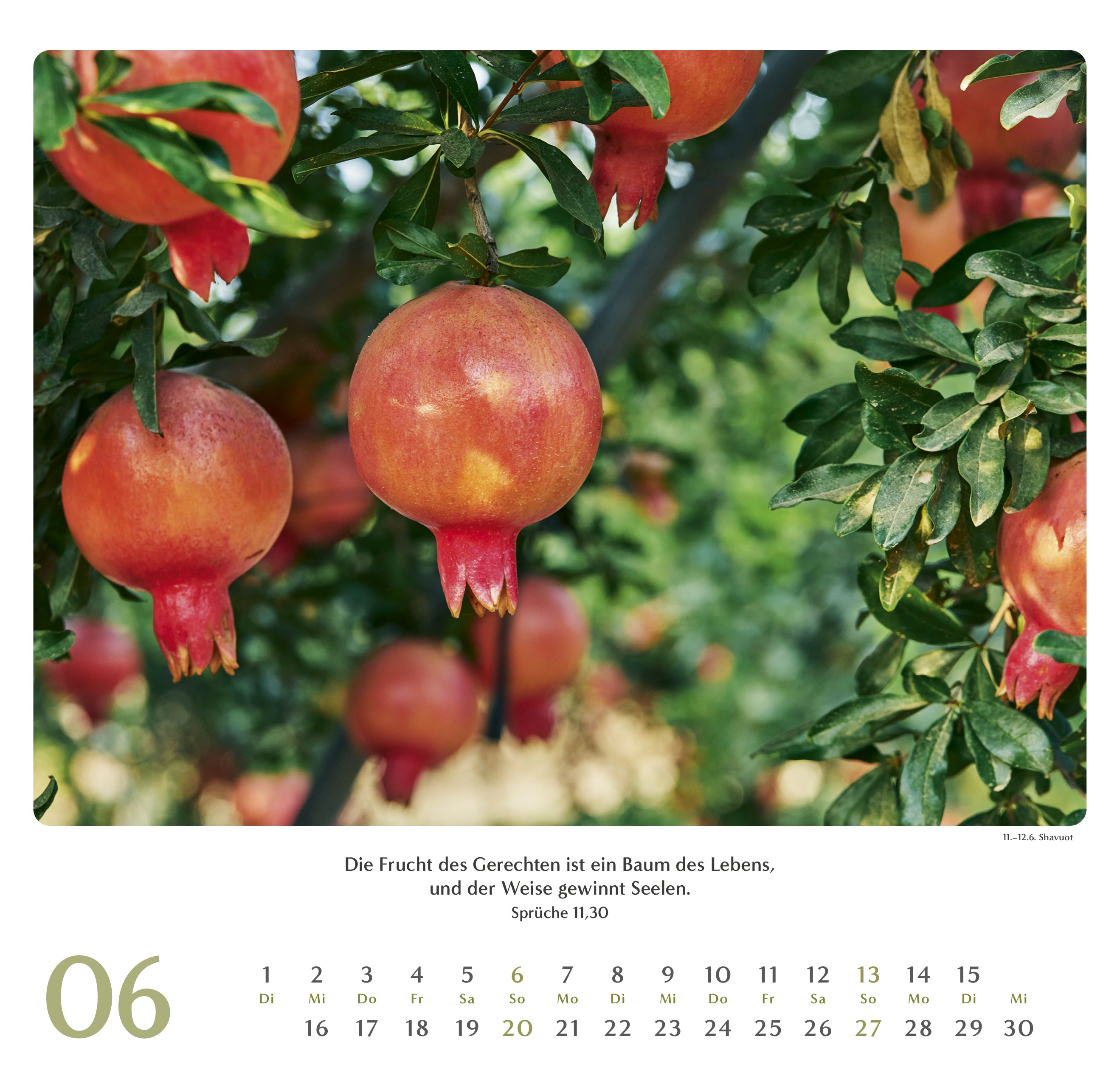 geliebtes-israel-2027-wandkalender-israel-motive-bibelverse image 7
