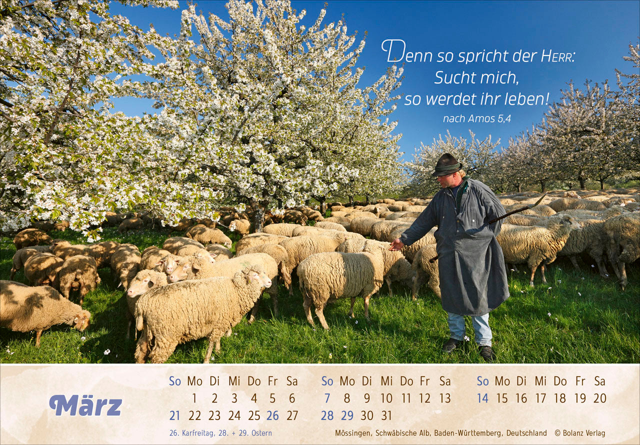 fontis-der-gute-hirte-2027-panorama-aufstellkalender-schafe image 5