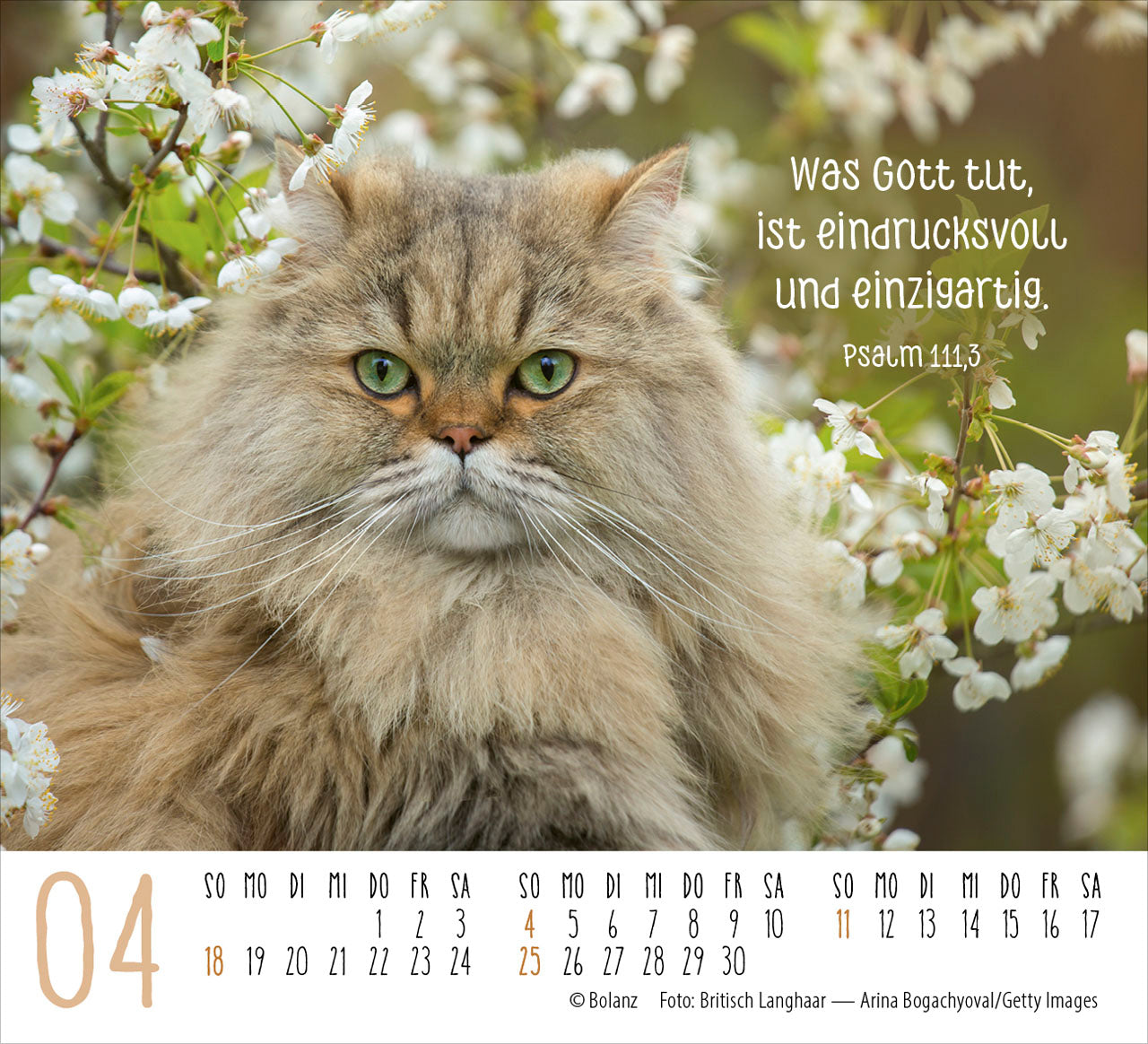 fontis-katzen-2027-minikalender-auf-leisen-pfoten-bibelverse image 6