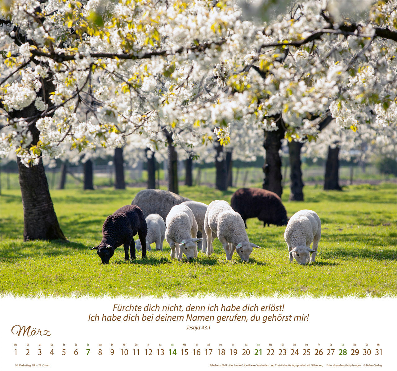 fontis-kalender-ein-leben-f-r-die-schafe-2027-wandkalender image 5