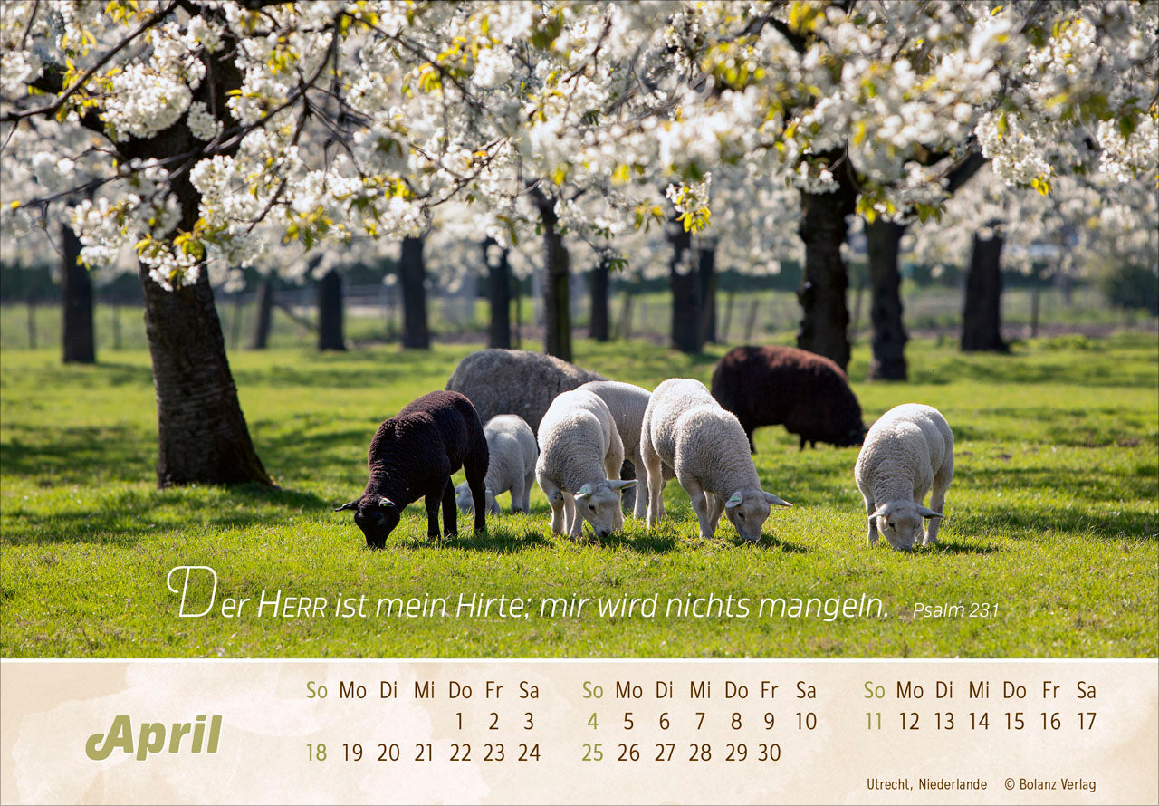 fontis-der-gute-hirte-2027-panorama-aufstellkalender-schafe image 6