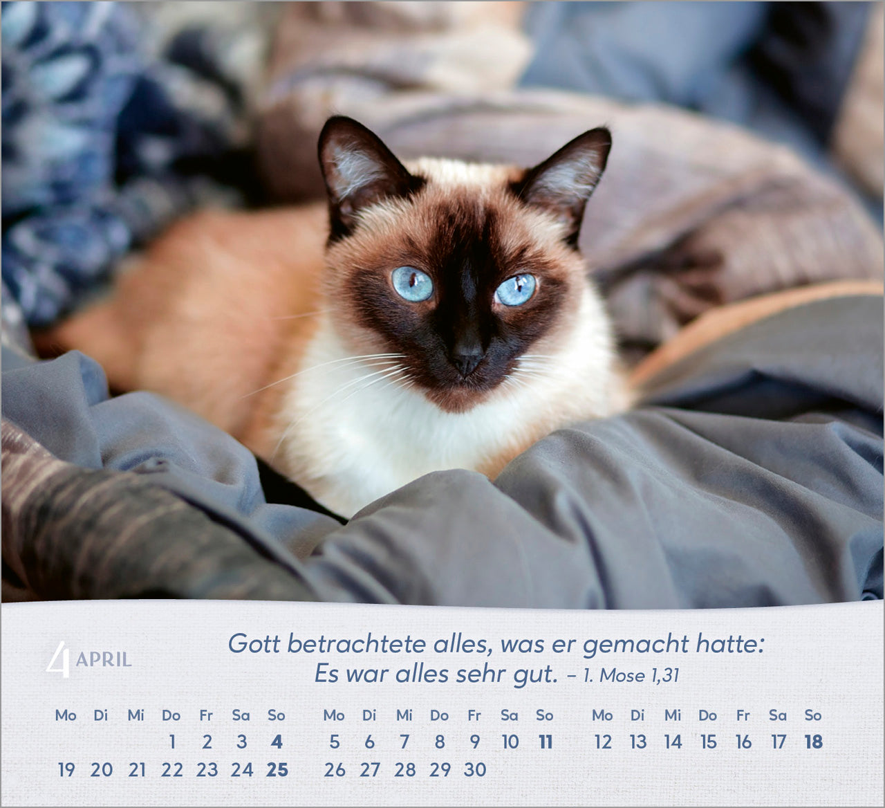 fontis-katzen-2027-aufstellkalender-tischkalender-bibelverse image 6