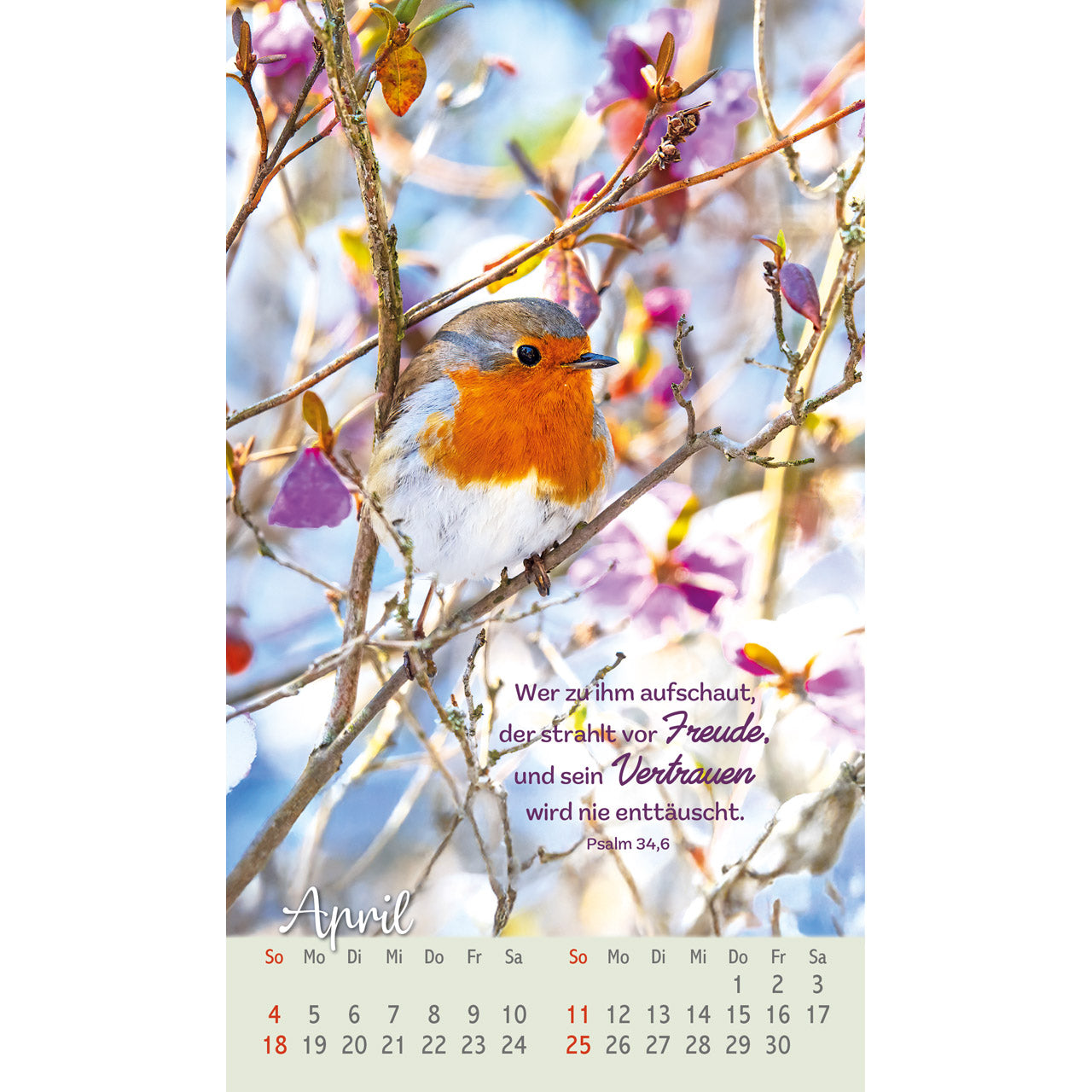 fontis-befl-gelt-und-geborgen-postkartenkalender-2027-v-gel image 6