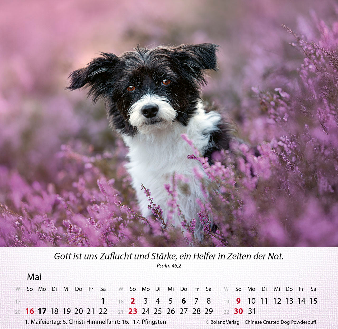 hunde-2027-aufstellkalender-tischkalender-mit-bibelversen image 7