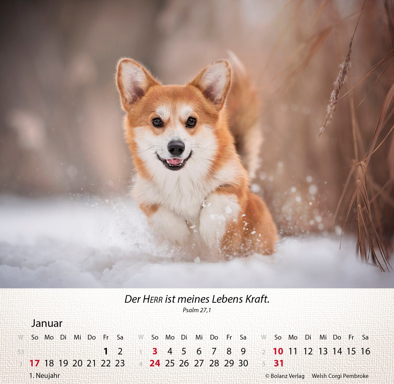 hunde-2027-aufstellkalender-tischkalender-mit-bibelversen image 3