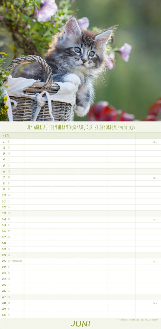 fontis-kalender-katzen-anmut-auf-vier-pfoten-familienplaner-2027 image 8