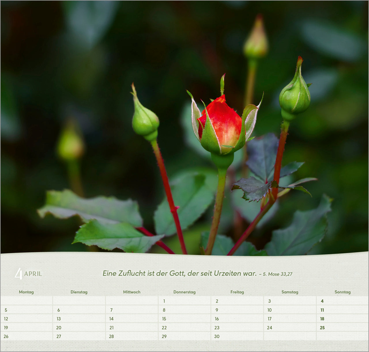 bolanz-rosen-2027-wandkalender-spiralbindung-bibelvers image 6