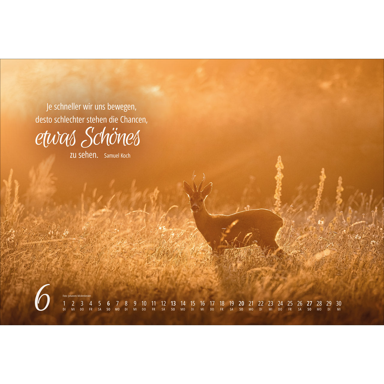 fontis-kalender-real-wildlife-2027-wandkalender image 8