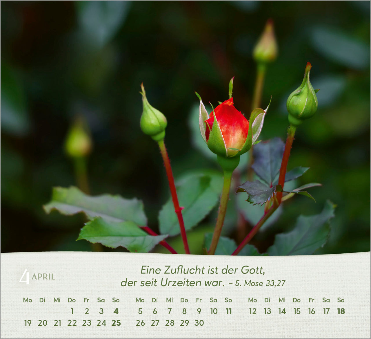 rosen-2027-aufstellkalender-tischkalender-bibelverse-spiralbindung image 6