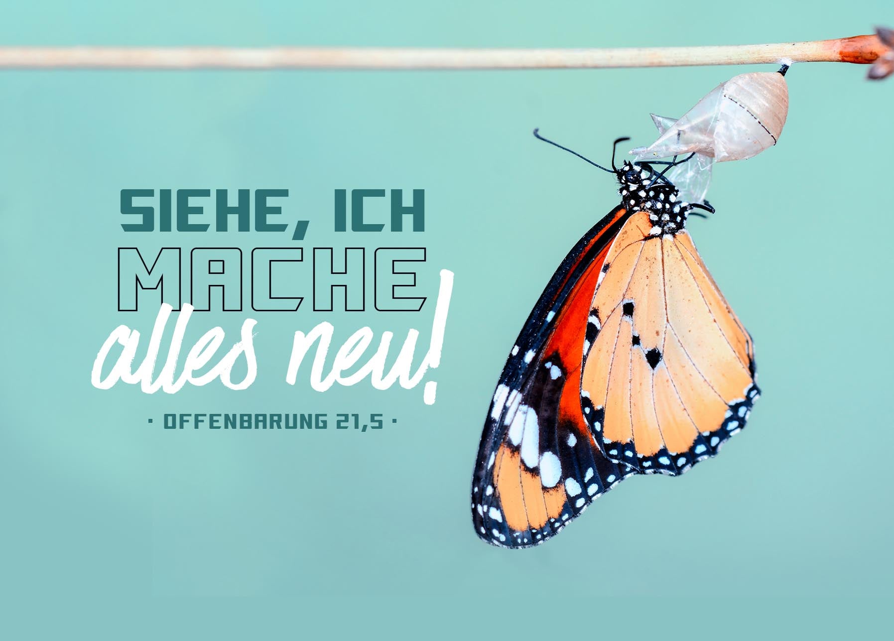 fontis-papeterie-siehe-ich-mache-alles-neu-postkarte-schmetterling image 1