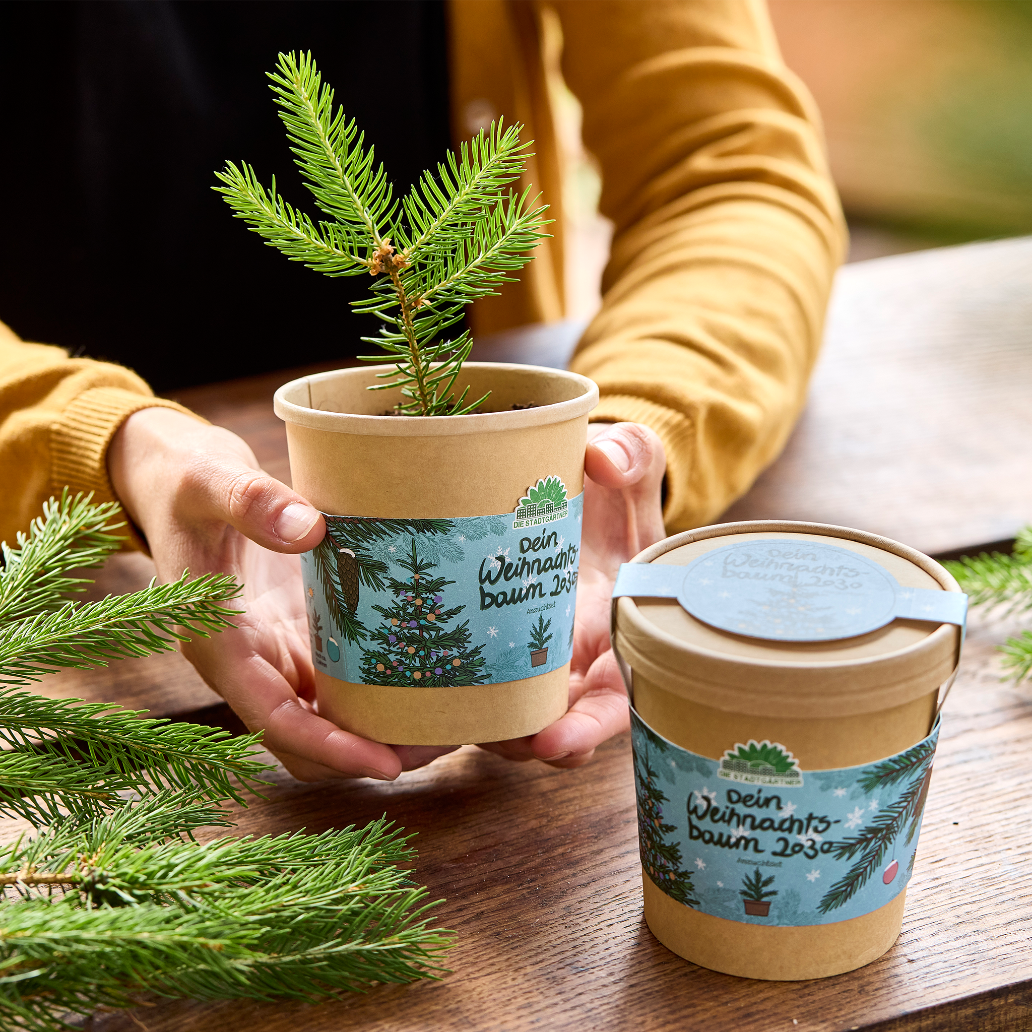 bonifatiuswerk-weihnachtsbaum-2030-anzuchtset-mit-fichten-saatgut image 2