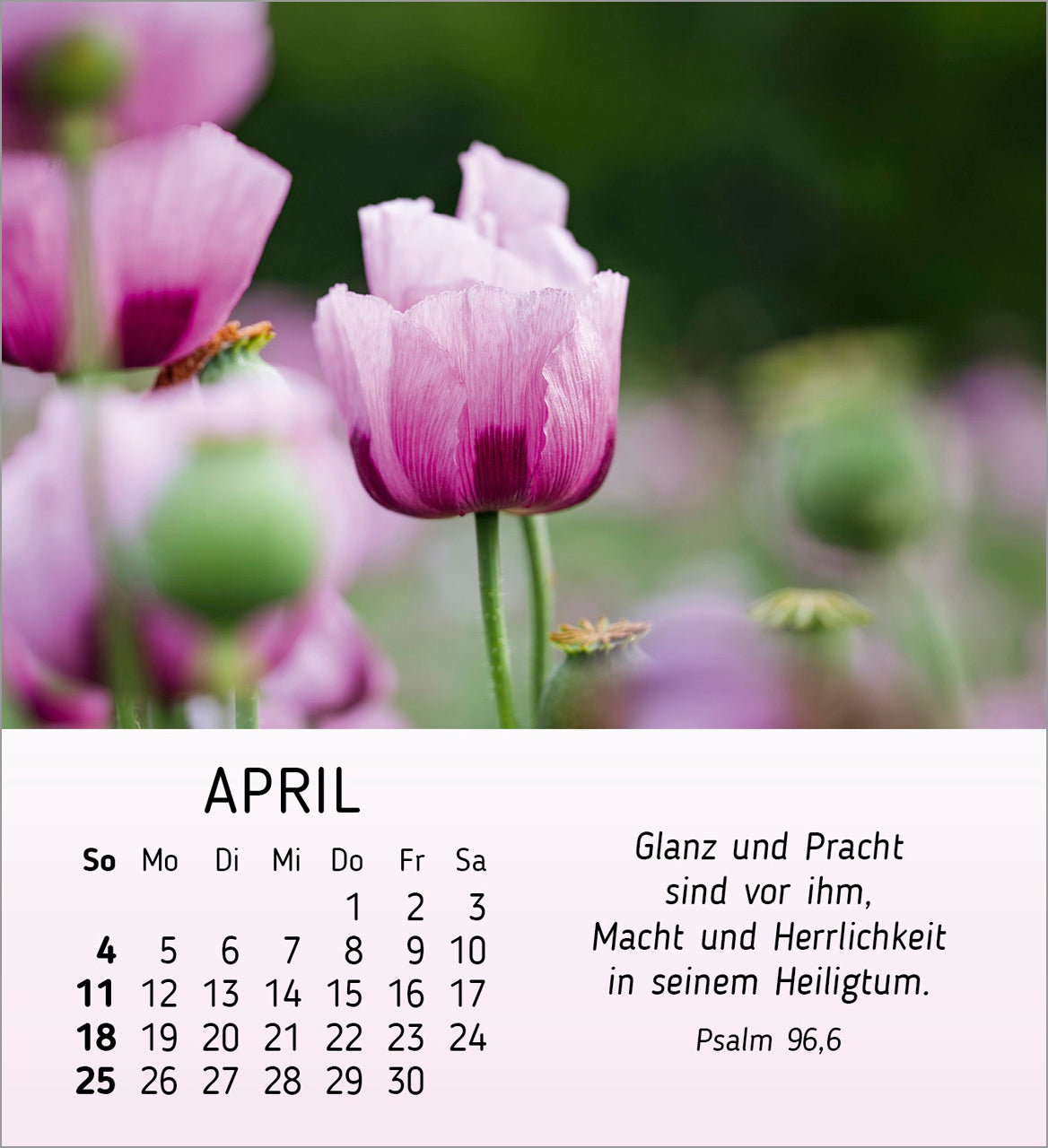 ich-w-nsch-dir-freude-2027-aufstellkalender-blumen image 6