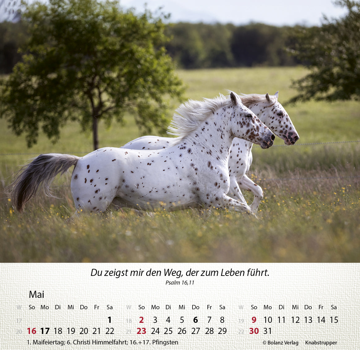 fontis-kalender-pferde-2027-tischkalender-mit-bibelversen image 6