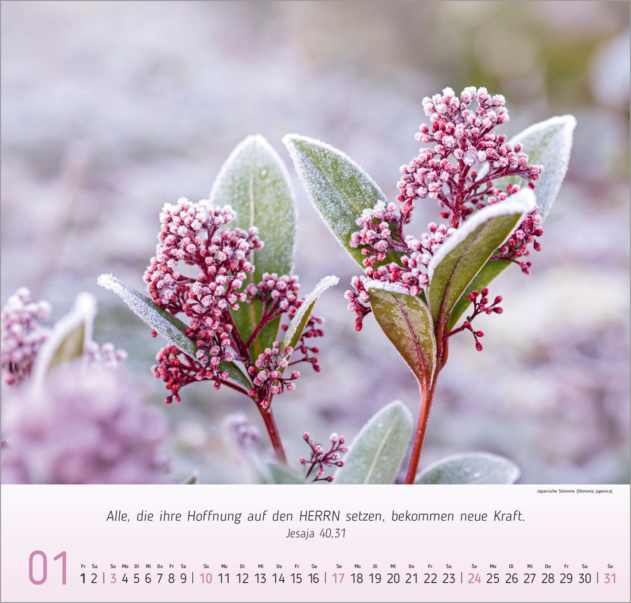 fontis-kalender-blumen-impressionen-2027-wandkalender-blumen image 3
