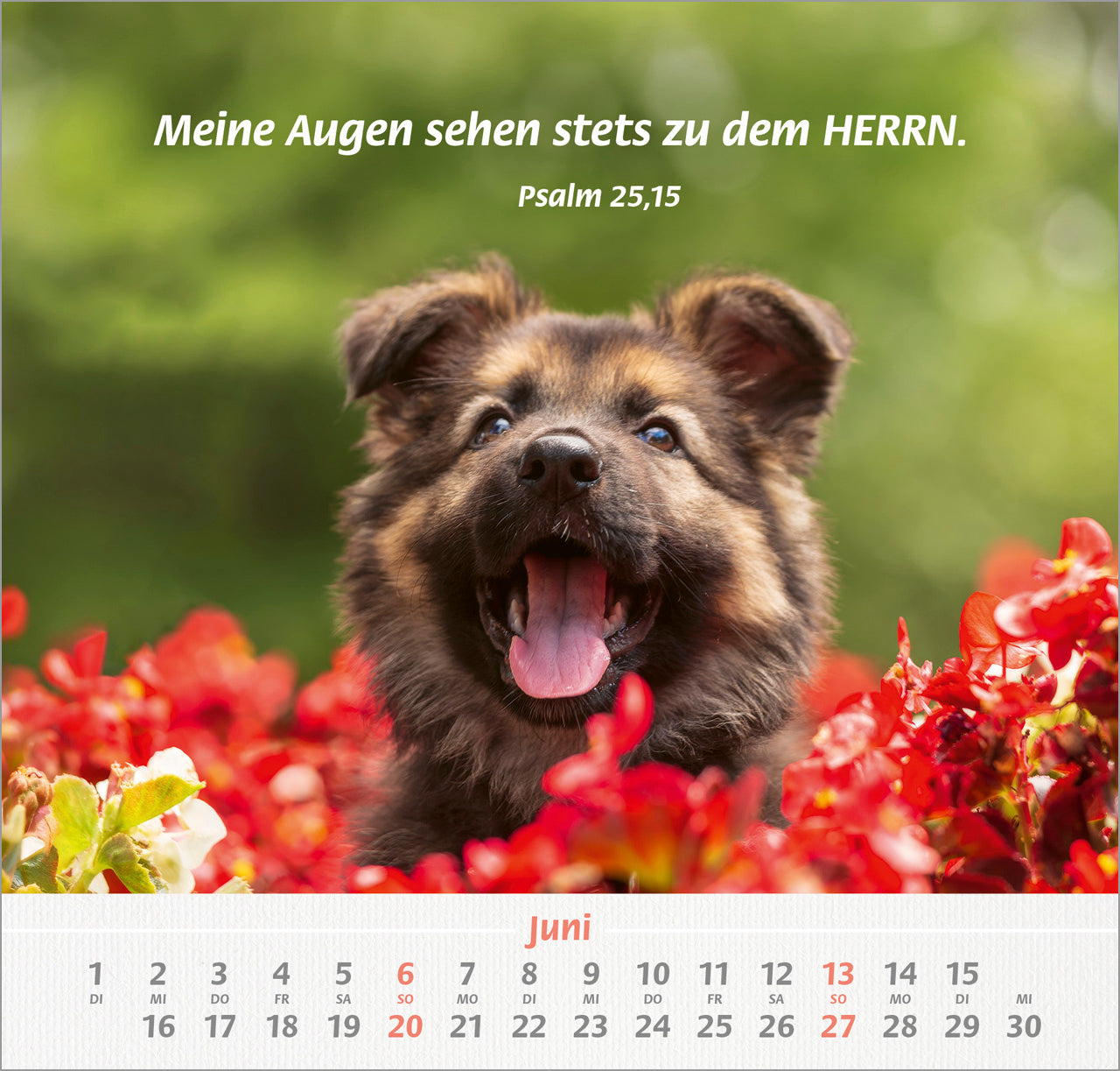 ich-hab-dich-gern-2027-wandkalender-tier-motive-spiralbindung image 8