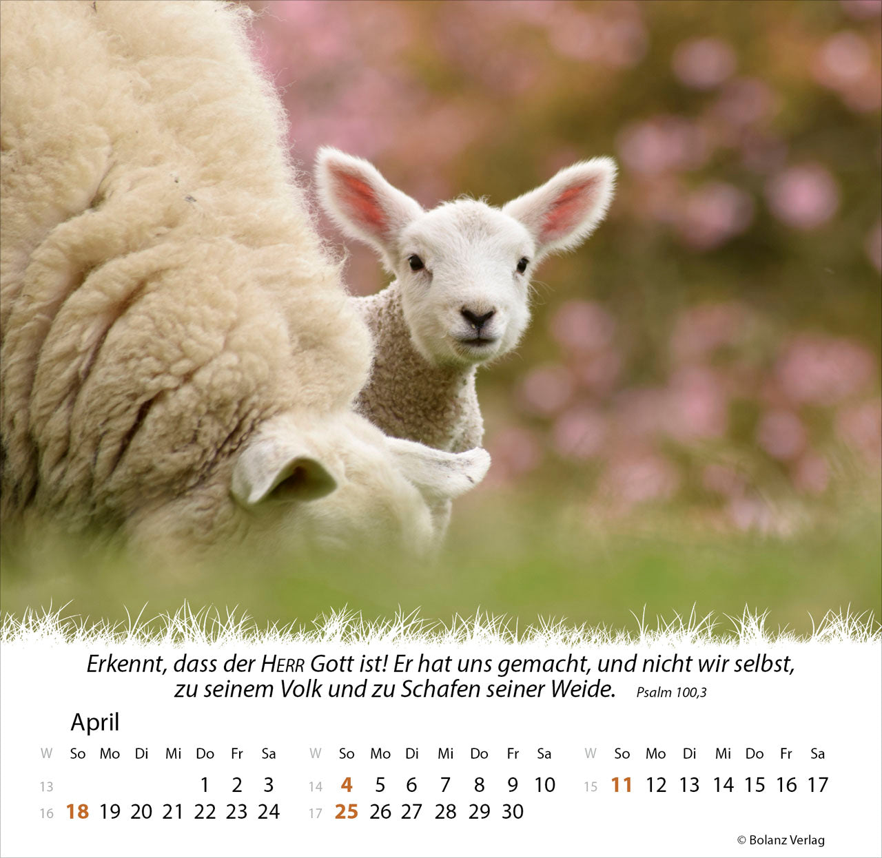 ein-leben-f-r-die-schafe-2027-tischkalender-schafe image 6